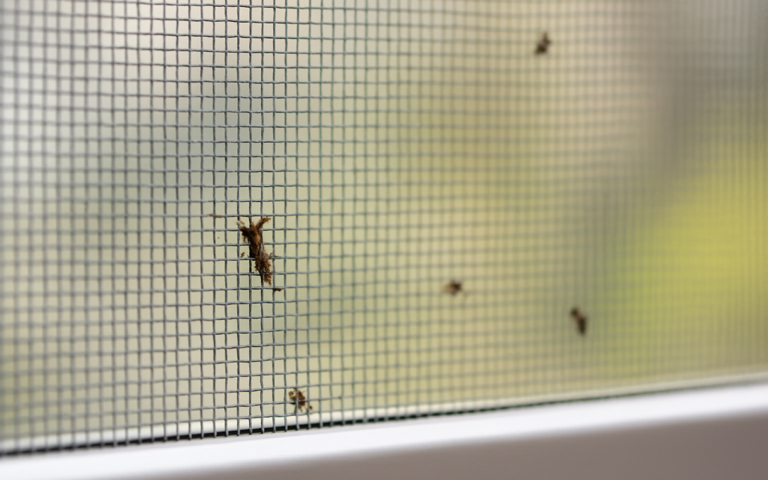 Why Bugs Slip Through